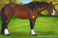 Horse Color:Bay Splash