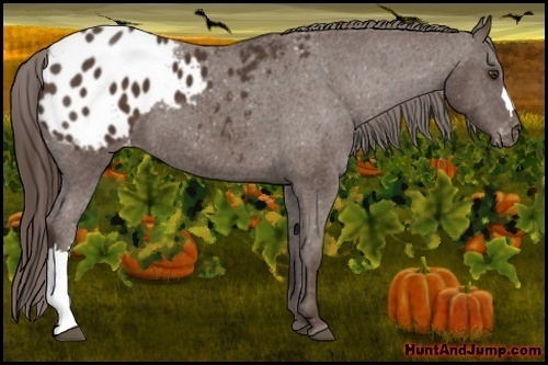 Horse Color:Liver Chestnut Appaloosa 