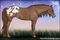 Horse Color:Chestnut Appaloosa 