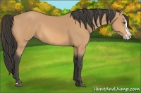 Horse Color:Buckskin Splash 