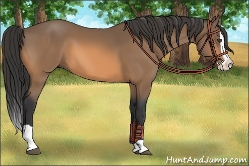Horse Color:Buckskin Splash