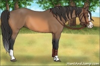 Horse Color:Buckskin Splash 