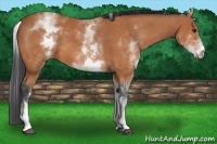 Horse Color:White Spotted Bay 