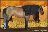 Horse Color:Bay Dun