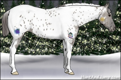 Horse Color:Grullo Tobiano Appaloosa 