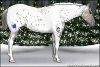 Horse Color:Grullo Tobiano Appaloosa 
