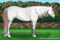 Horse Color:Classic Champagne Dun Sabino Near Leopard