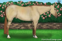 Horse Color:Red Dun Rabicano