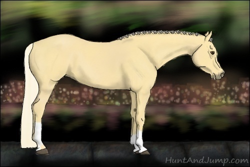 Horse Color:Palomino  and Palomino 