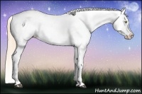 Horse Color:White Spotted Liver Chestnut Pearl Appaloosa 