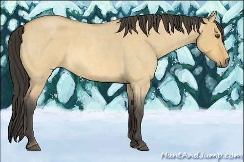 Horse Color:Buckskin Roan Dun