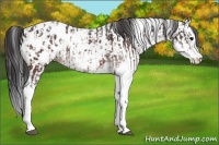 Horse Color:Bay Sabino Splash Appaloosa  and Bay Sabino Splash Appaloosa 