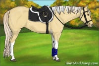 Horse Color:Palomino Dun Tobiano 