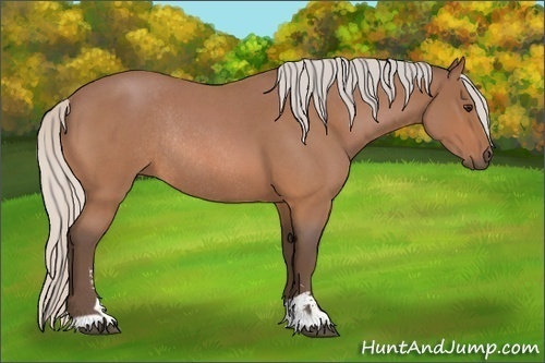 Horse Color:Silver Bay Roan Sabino Rabicano