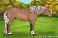 Horse Color:Silver Bay Roan Sabino Rabicano 