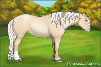 Horse Color:Silver Amber Champagne Pearl Sabino 