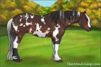 Horse Color:White Spotted Bay 