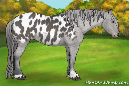 Horse Color:Black Sabino Appaloosa 