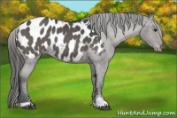 Horse Color:Black Sabino Appaloosa 