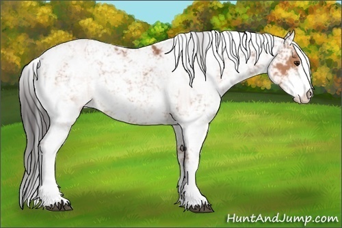 Horse Color:Bay Sabino 