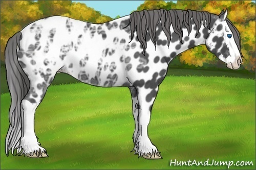 Horse Color:Blue Ice Roan Splash Appaloosa