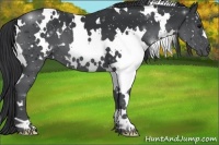 Horse Color:White Spotted Black