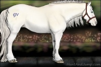 Horse Color:Gold Cream Champagne Pearl Onyx