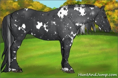 Horse Color:White Spotted Black Chinchilla 