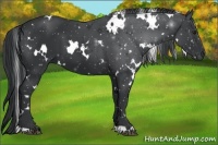 Horse Color:White Spotted Black Chinchilla