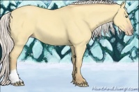 Horse Color:Silver Amber Cream Champagne Dun