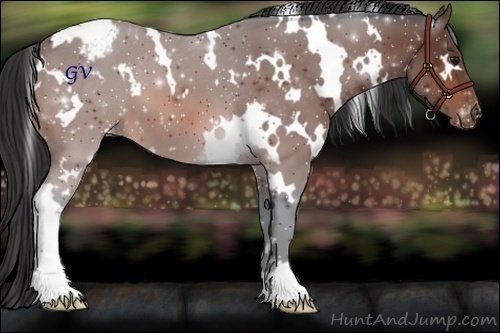 Horse Color:White Spotted Bay Appaloosa
