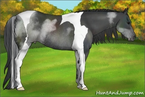 Horse Color:Black Sabino Tobiano Rabicano