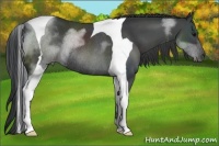Horse Color:Black Sabino Tobiano Rabicano 