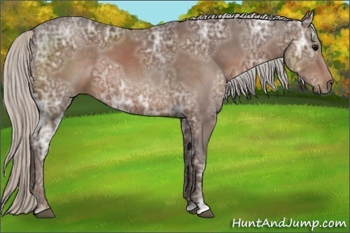 Horse Color:Silver Black Ice Sabino 