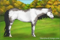Horse Color:Grullo Sabino Frame Rabicano