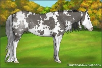 Horse Color:White Spotted Grullo Splash 