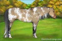 Horse Color:White Spotted Brown Dun