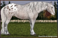 Horse Color:Bay Sabino Splash Appaloosa  and Silver Bay Sabino Splash Appaloosa 