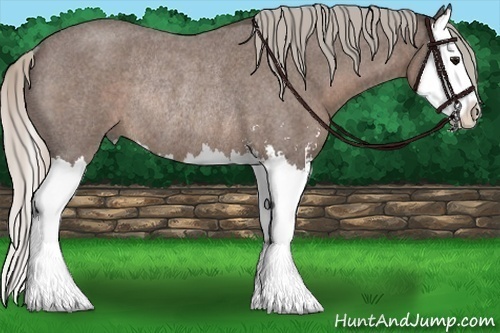 Horse Color:Silver Blue Roan Sabino Splash Rabicano 