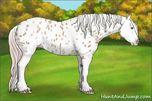 Horse Color:White Spotted Palomino Splash Appaloosa 