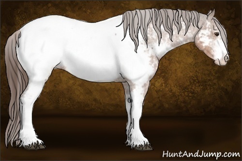 Horse Color:White Spotted Liver Chestnut Appaloosa 