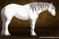 Horse Color:White Spotted Liver Chestnut Appaloosa 