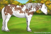 Horse Color:White Spotted Silver Bay Splash Rabicano 