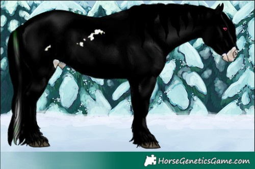 Horse Color:Plaid  Chocolate Silver Brown Chinchilla Sabino Splash Appaloosa  and Plaid  Chocolate Silver Brown Chinchilla Sabino Splash Appaloosa 