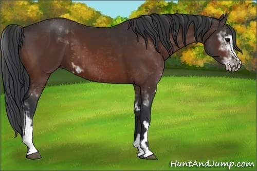 Horse Color:Bay Sabino and Bay Sabino