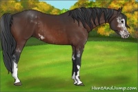 Horse Color:Bay Sabino  and Bay Sabino 