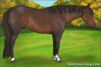 Horse Color:Liver Chestnut Sabino