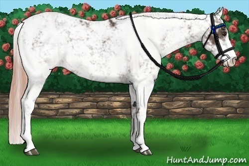 Horse Color:Liver Chestnut Sabino Rabicano