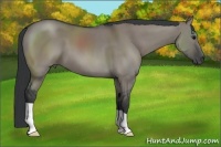 Horse Color:Grullo 