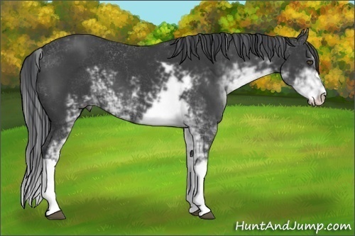 Horse Color:Black Sabino